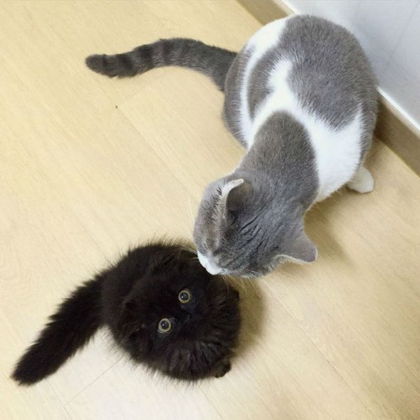 Коты и Кошки