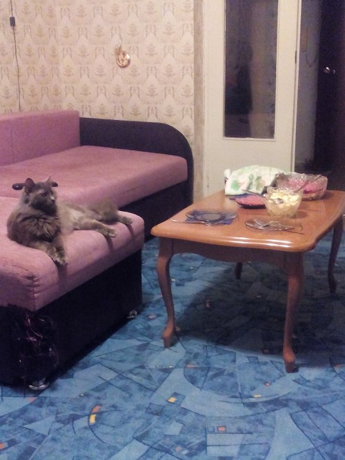 Котовторник 18.04.2017