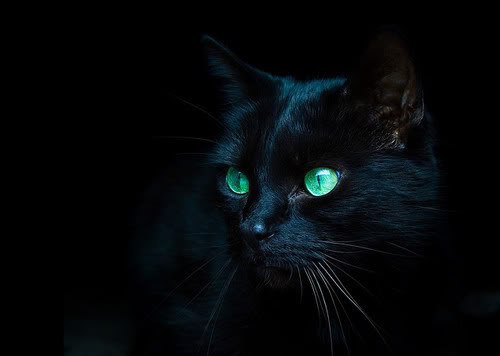 Коты и Кошки