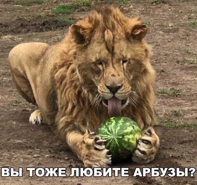 Подборка забавных животных