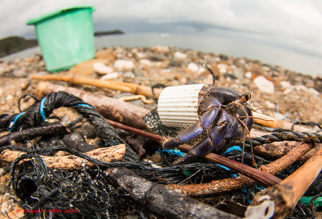 Пластиковые дома из пляжного мусора рака-отшельника