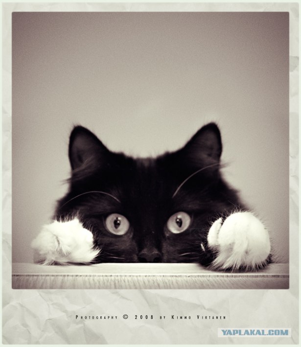 Котовторник в ЯПонии (58 фот)