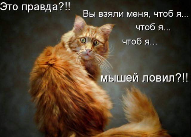 Котовторник 15.02.2011