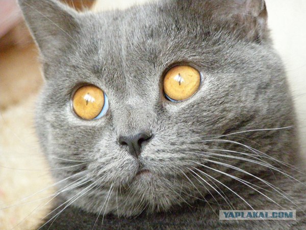 Котовторник 22.05.2012