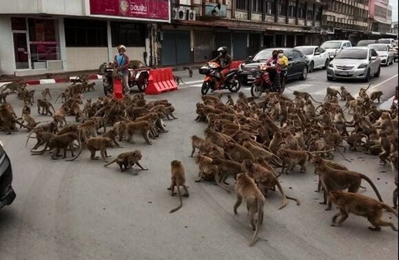 Сотни обезьян устроили разборки с массовой дракой посреди дороги. Не Москва
