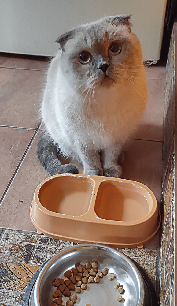 Котовторник 28.09.21