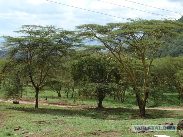 AFRICA - (Эфиопия,Кения,Танзация) 4-16 ноября 2011