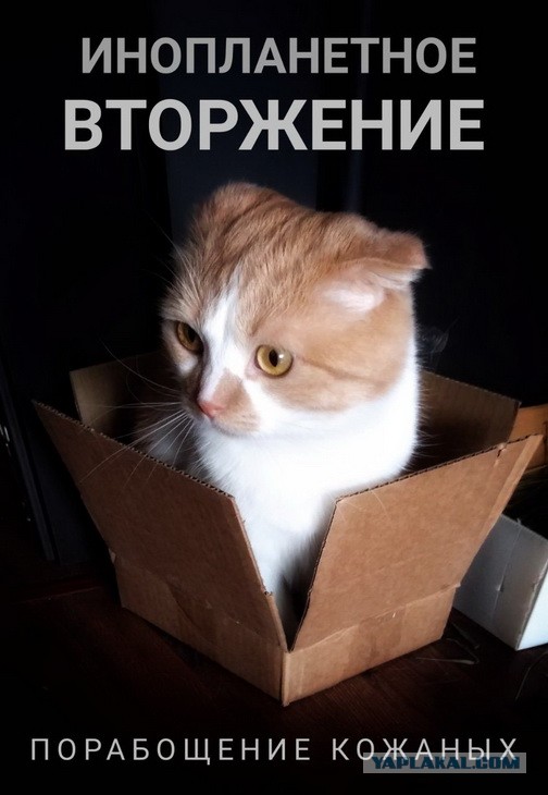 Апельсинка