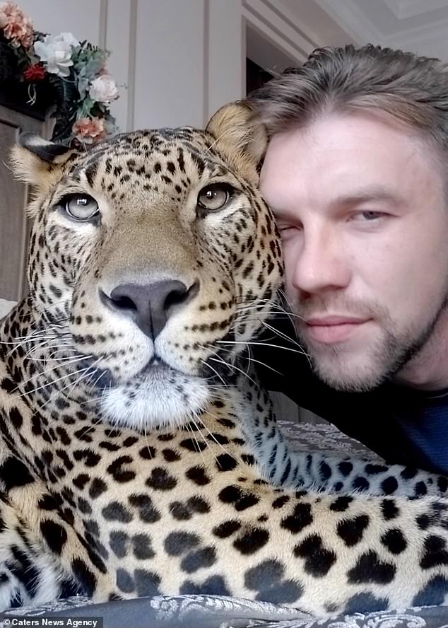 Сибирская кошечка