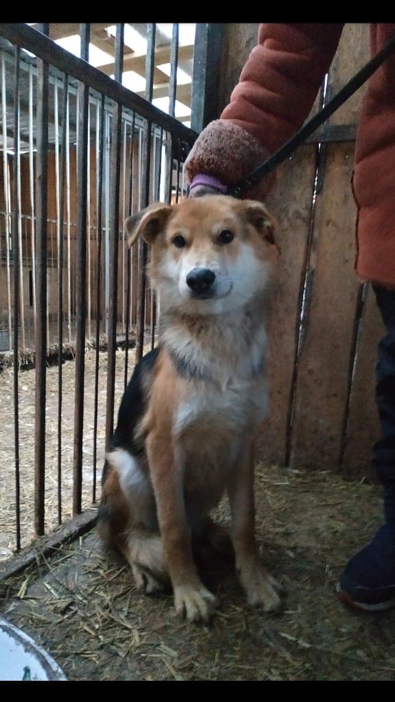 Что-то на добром языке