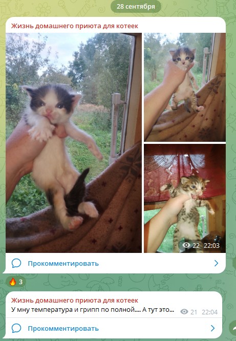 Жизнь домашнего приюта для котеек 558