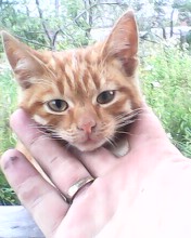 Котовторник 25.08.2015