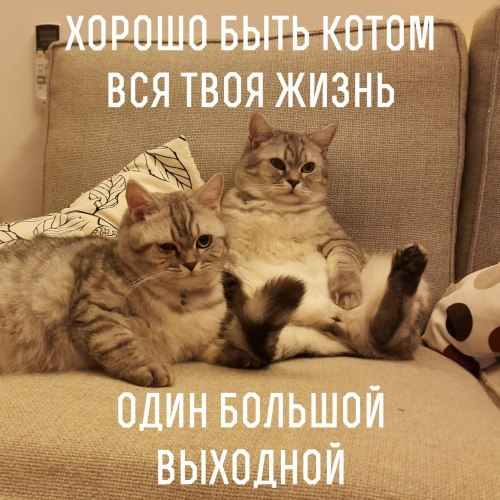 Весёлые картинки