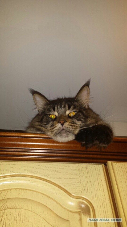 Котовторник 24.11.2015