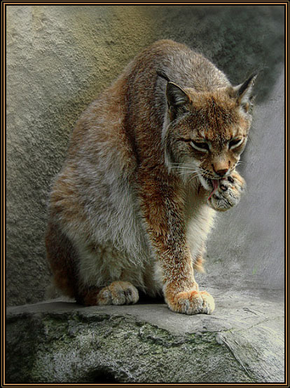 ДИКИЕ КОШКИ