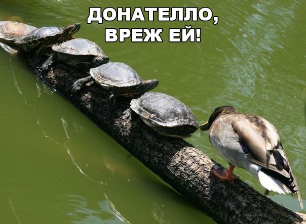 Прикольные животные