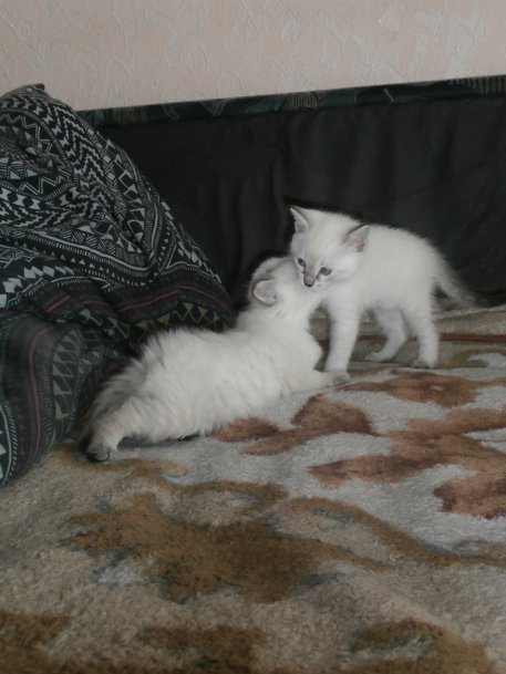 Котовторник 27.09.16