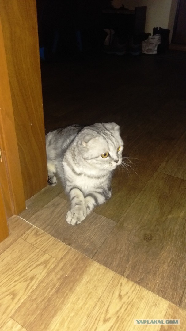 Котовторник 24.01.2017