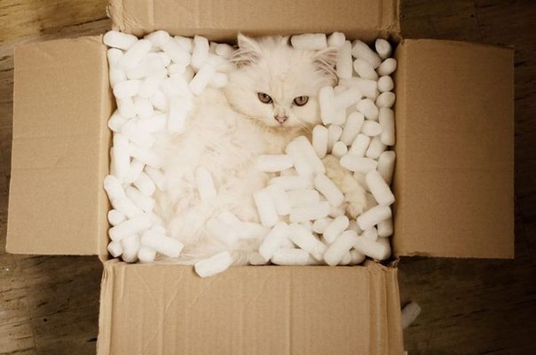 Коты и Кошки