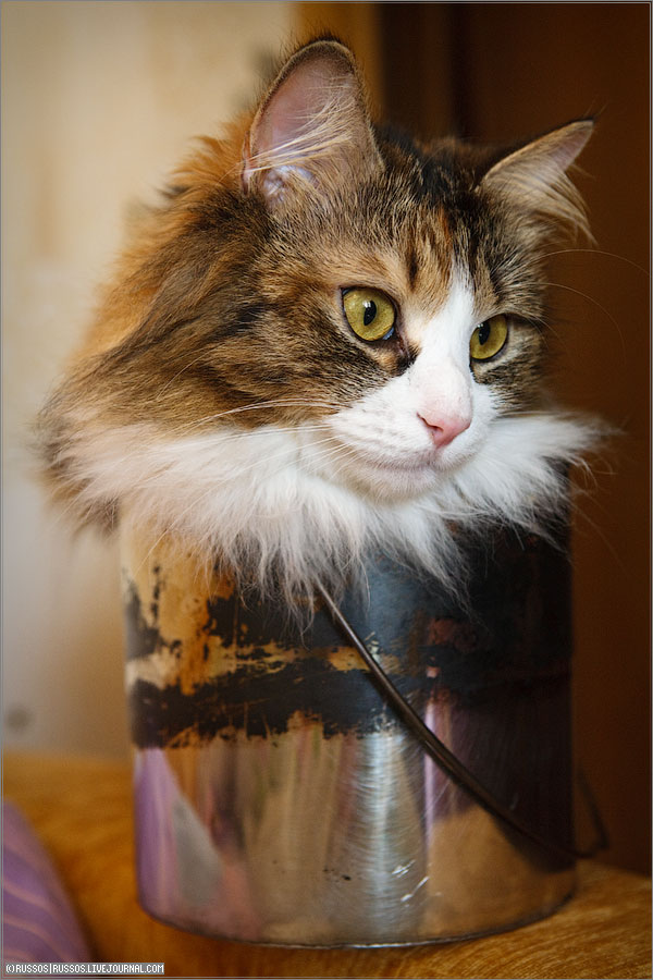 Бюджетная кошачья переноска