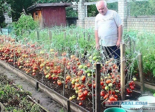 Поедем на дачу?