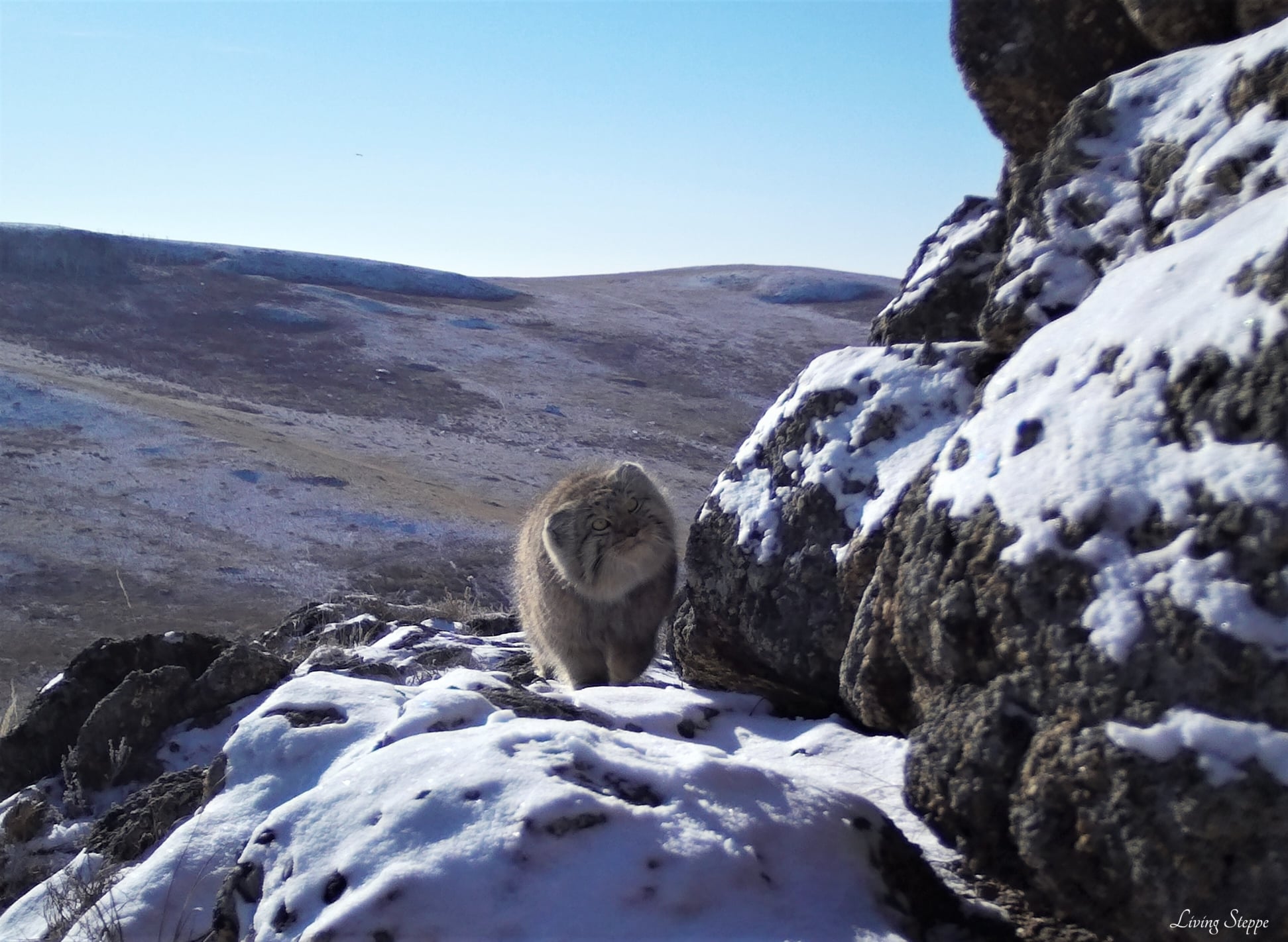 Кот манул в забайкалье