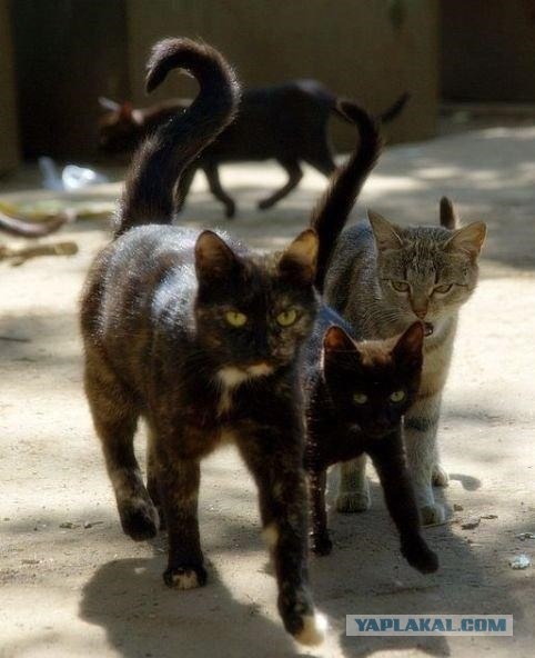 Хватай Котов!