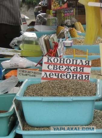 Бредзона 21.03.2021