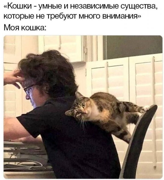 Весёлый полтишок 08.07.23
