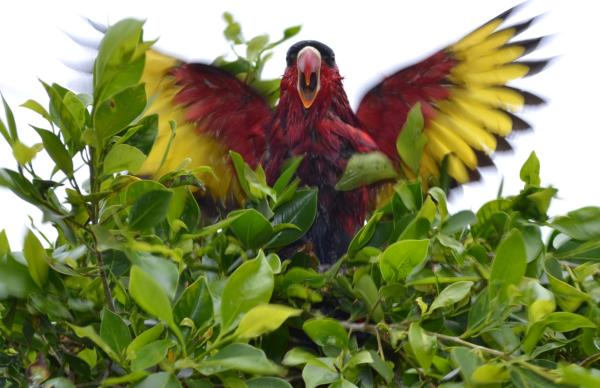 Хочу дачу на канарах!