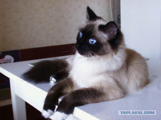 Котёнок с необычной особенностью