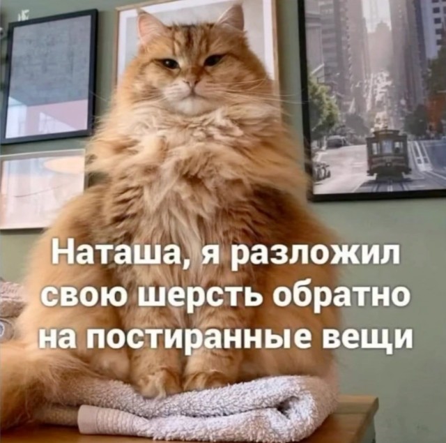 К котовторнику: подборка картинок-баянов с котиками и про котиков. Выпуск 12