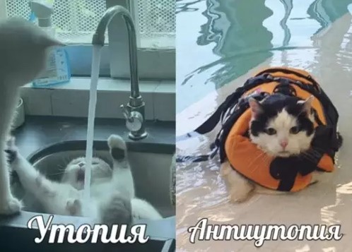 Котямбосы