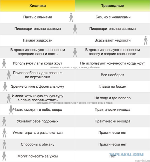 Страшный сон вегана