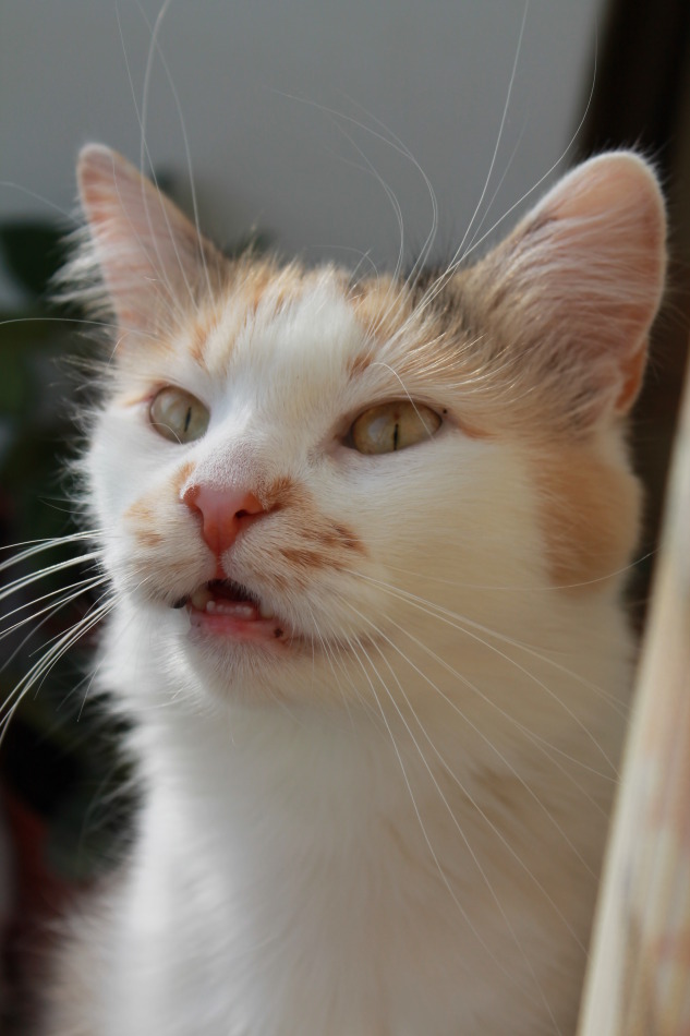 Котовторник 4.02.2014
