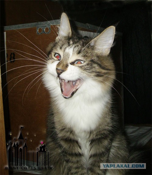 А у тебя есть фото твоей зевающей котейки ?