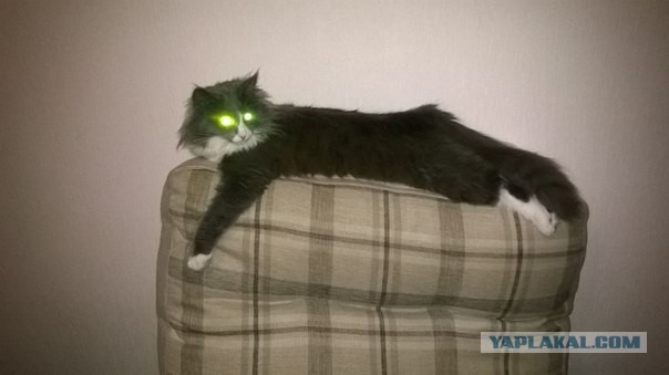 Котовторник