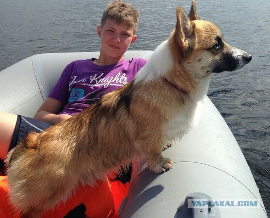 Таблички собачьи