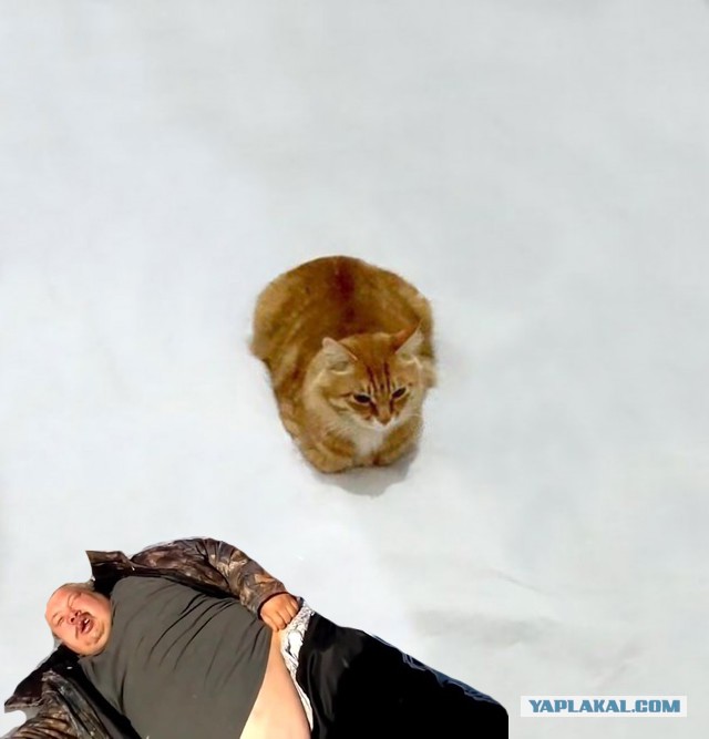 Рождение нового кото-мема