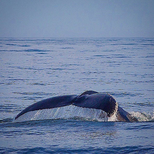 Утомленные икрой: какая она, жизнь на Камчатке?