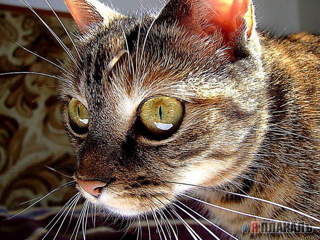 Коты, кошки, котята