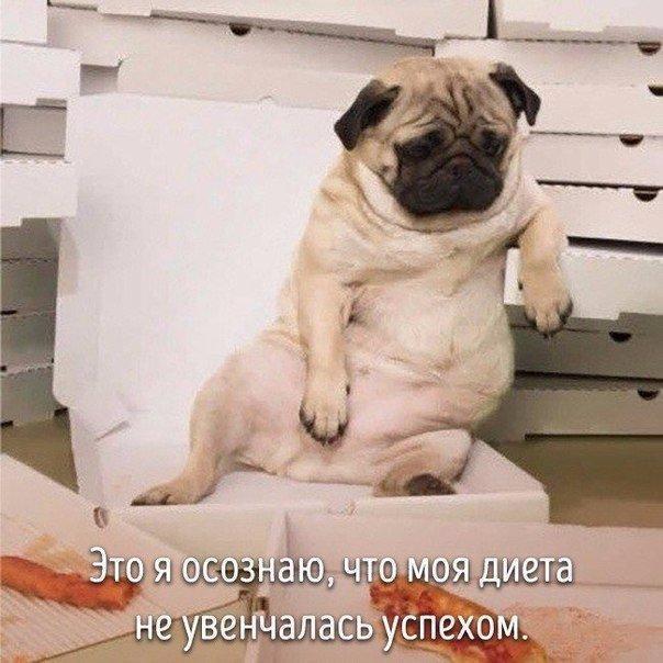 Мохнатые беспредельщики