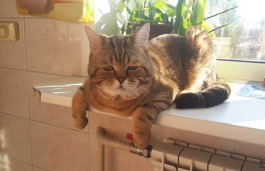 Весёлые картинки