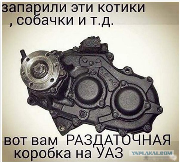 Я конечно люблю котиков, но иногда они реально как заноза в заднице