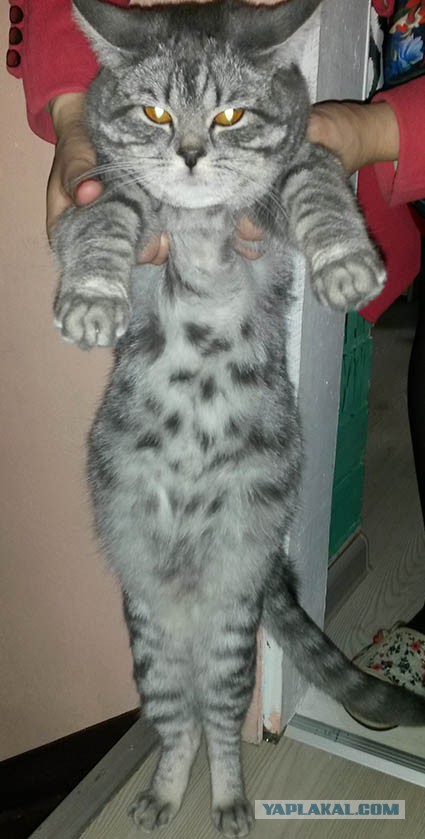 Победоносные котята