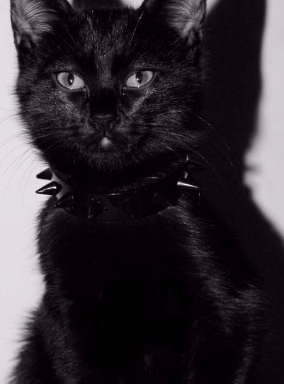 Коты из сети