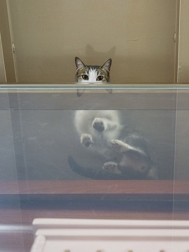 Коты из сети