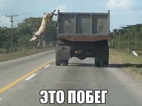 Подборка забавных животных