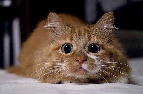 Коты и Кошки