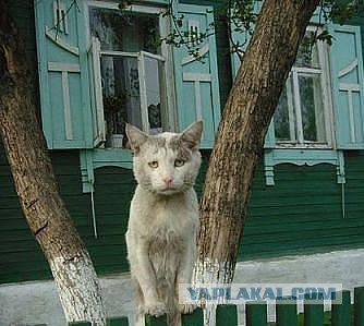 Пресс-конференция Путина В.В. 2017